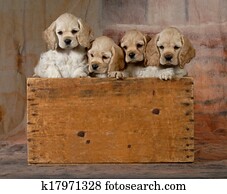 maca filhotes cachorro