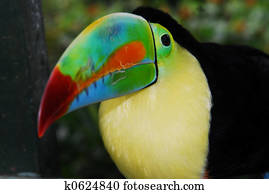 Toucan 6