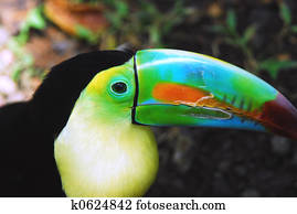 Toucan 8
