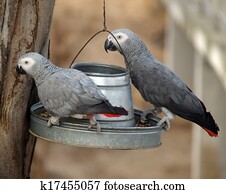 Two african grey Parrots