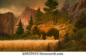 Buffalo in the Rockies Buffalo in the Rockies