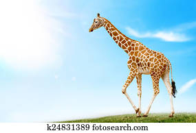 girafa