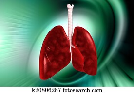 lungs lungs
