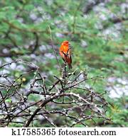 Mauritius, Madagascar Fody (Foudia madagascariensis)