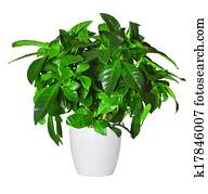 sprout of gardenia a potted plant isolated over white sprout of gardenia a potted plant isolated over white