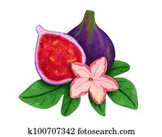 Two figs with flower illustration. Watercolor fig composition
