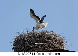 White stork baby birds in a nest