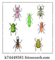 Beetles Vintage Collection on White background Beetles Vintage Collection on White background