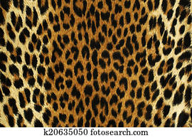 Black spots of a leopard Black spots of a leopard