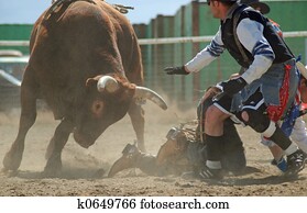 Bull with Rodeo Clown Bull with Rodeo Clown