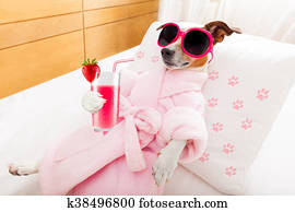 dog spa wellness dog spa wellness