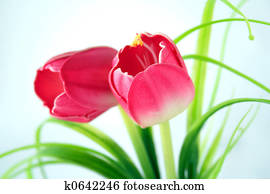 flowers flowers