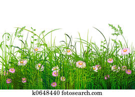 Green grass with flowers Green grass with flowers