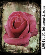 Grunge rose Grunge rose