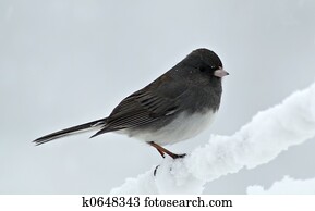 Junco in snow storm