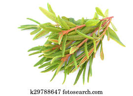Marsh (Northern) Labrador Tea Marsh (Northern) Labrador Tea