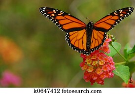 Monarch Butterfly Monarch Butterfly