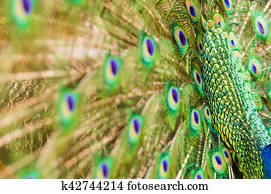 peacock feather peacock feather