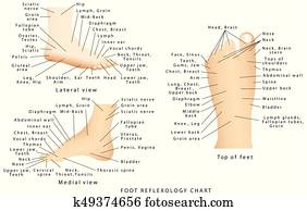 Reflexology chart