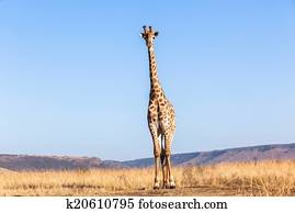 Wildlife Animals Wildlife Animals