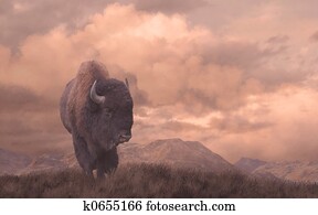 Buffalo Buffalo