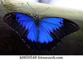 Butterfly 6 Butterfly 6