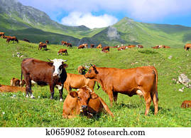cows in a prairie cows in a prairie