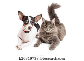 Dog and Cat Laying Together Looking Forward