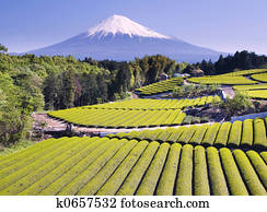 Green tea Fields IV