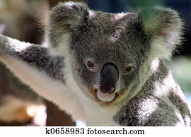 Koala Koala