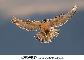 Lanner falcon landing
