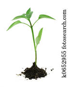 newborn plant with soil on white #2