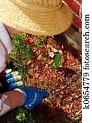 Senior woman gardening