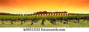 Vineyard Panorama Sunset