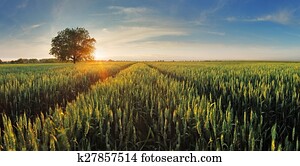 Wheat field at sunset