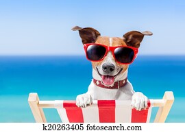 férias verão, cão