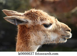 Guanaco Guanaco