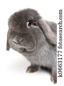 rabbit on white
