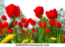 Tulip flower field
