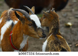 Baby Ziegen Fotos | 1000+ Baby Ziegen Bilder | Fotosearch