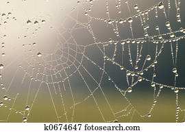 Dew Covered Spider Web Dew Covered Spider Web