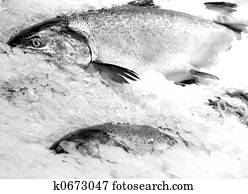 Fish on Ice
