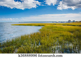 pântano, em, charleston, sul, Carolina.