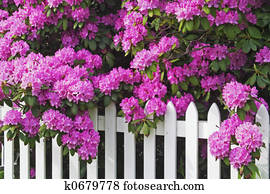 Rhododendrons and Picket Fence Rhododendrons and Picket Fence