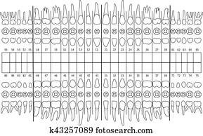 tooth formula vector teeth