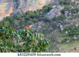 A little red bird on a branch