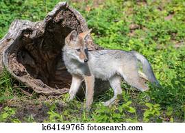 Coyote Pup Playing in Front of a Hollow Log Coyote Pup Playing in Front of a Hollow Log