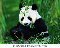 Giant Panda Giant Panda