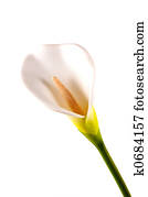 Lily Lily