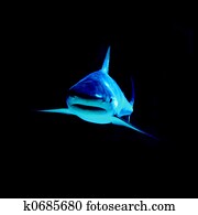 shark shark